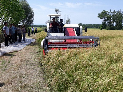 اولین برداشت مکانیزه برنج در شهرستان رشت